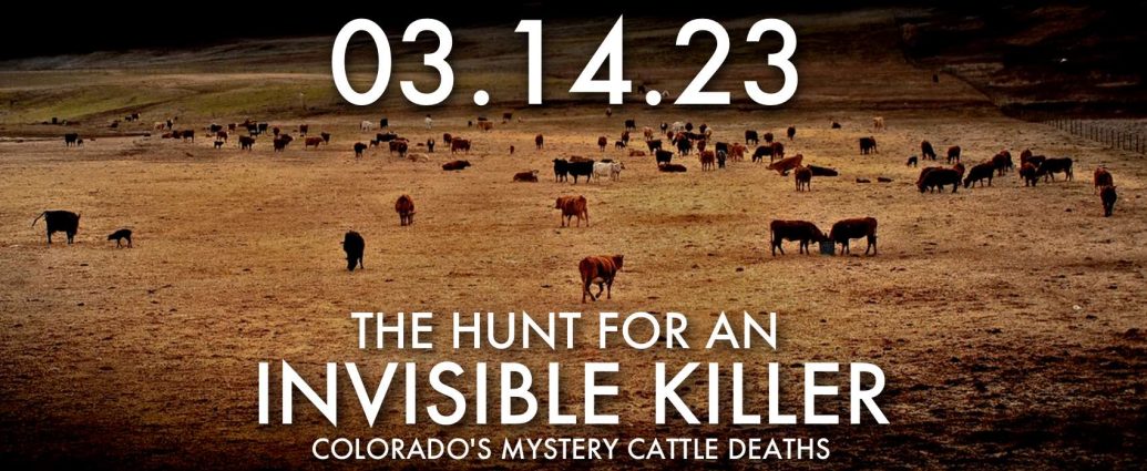 cattle deaths
