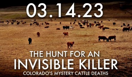 cattle deaths